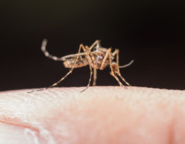 רשת נגד יתושים